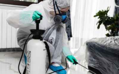 Dératisation à Metz : agir soi-même ou faire appel à un dératiseur professionnel ?